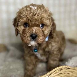 Adopt a dog:3 x F1 Toy Cavoodles (DNA Clear) Free Delivery Sydney//Both/Younger Than Six Months,3 x beautiful first generation Toy Cavoodle puppies available to a loving home. Ready to go from 1st August and we can deliver to Sydney that date.1 x male2 x femalesPuppies come :- With first round of vaccinations & microchipped- Vet check report- 6 weeks free pet insurance- Not desexed- Wormed every 2 weeksThe puppies have been raised indoors and outdoors, and around children and other puppies.The mother is an 7kg DNA tested ruby King Charles Cavalier (DNA tested), the father is a 3.7kg Ruby Red Toy Poodle (DNA Clear). We own both parents and I can send photos of parents on request.Once our puppies leave, we:- Would love to see updates!- Offer a rehoming policy- Offer a 18 month health guarantee- Have a Facebook page you can stay in touch or see other puppies we have bred- Offer support and are free to talk at any time throughout your puppies lifeWe are located in Nyngan NSW, can get to Dubbo at any stage. Road transport is usually organised from Dubbo. There will be free transport to Sydney, with a chosen meeting location and time. Happy to arrange other freight at buyers expense, flights from Sydney to another capital city are usually around $300Full members of AAPDB: 16947BIN: B000738270We have a website & Facebook page Country Canine Co. Please look on our Facebook group Country Canine Co. Families for photos of the previous litter as adults.