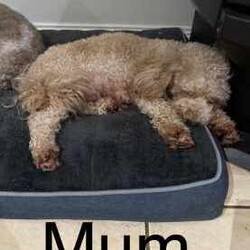 Adopt a dog:Mini Labrador x poodle/Labradoodle/Both/Younger Than Six Months,Chocolate girlApricot boyMini labradoodle puppieswell behavedready to go to their new home