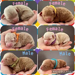 Adopt a dog:Moodle Puppies - 1 Females & 2 Males Left/Poodle (Toy)/Both/Younger Than Six Months,Family Owned & Operated Boutique Breeder of FB1 Moodle