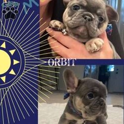 Orbit/French Bulldog									Puppy/Male	/June 9th, 2024,Orbit is a blue and tan male French Bulldog puppy. He comes from a litter of 4 and is the only male. Orbit is sweet and mellow and will be ready to go home on August 4th.