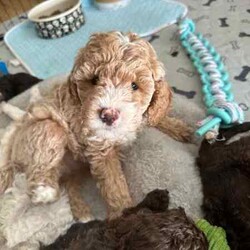 Adopt a dog:Mini Labrador x poodle/Labradoodle/Both/Younger Than Six Months,Chocolate girlApricot boyMini labradoodle puppieswell behavedready to go to their new home