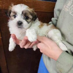 Maltese x Shih puppies /Maltese Shih Tzu/Male/Younger Than Six Months,Maltese x Shih puppiesThey will be vet check, Microchipped & Vaccinated.They will be fluffy and soft.There hypoallergenic dog's.Both parents have beautiful, friendly natured, and have been brought up around children. DOB: 10/6/24 Ready for there forever home on the 5/8/24Taking deposit of $200 now.After deposit is made to secure you're pup, pictures will be sent every week till pickup.If you have any farther questions don't hesitate to call ******** 278. REVEAL_DETAILS 