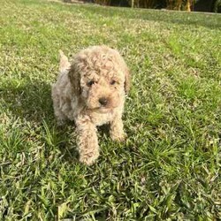 ⭐️READY NOW! Purebred Miniature Poodles - DNA Cleared⭐️/Poodle (Miniature)/Male/Younger Than Six Months,Our family is super excited to announce the arrival of 7 beautiful and healthy miniature poodles.Both parents live as part of our family and their puppies are growing up in a loving social environment with our two small children.Both parents have been DNA tested and cleared using Orivet's industry leading Breed Identification Test screen including DNA screening for over 250 diseases. They have also been purebred tested and come with a certificate to certify their breed. Puppies will grow to approximately 5.5-6kg and 30cm from shoulder to floor based off their parents' size.We have available:2 apricot boys - $2000Our beautiful babies were born on the 22nd of May 2024 and will therefore be ready for their forever homes on the 17th of July 2024 at 8 weeks of age.The puppies will be wormed every two weeks, vaccinated, microchipped and come with a puppy pack including puppy food, toys and blanket with mum's scent on it for easier settling into their new home.Miniature poodles are the perfect addition to any home as they are highly intelligent, non-shedding, small in size and have a hypoallergenic coat.We are registered breeders with the Responsible Pet Breeders Association. BIN: 12108.Please contact Samantha for more information and details on ******** 017. We can also FaceTime and send regular photo updates. Located in Port Macquarie, NSW 2444. REVEAL_DETAILS 