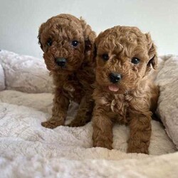 Beautiful cavoodles/Cavoodle/Female/Younger Than Six Months,We have our beautiful, healthy and intelligent second generation cavoodles, 3 girls and 2 boys available. They were born on 7th of June.Mum is medium cavoodle and dad is dark red toy poodle, both smart, healthy and amazing dogs.Please message me if you are interested or have any questions.Serious buyers only!South East Queensland 