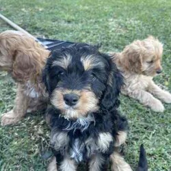 Adopt a dog:Cavoodle, gorgeous, fluffy! male & females/Cavoodle/Both/Younger Than Six Months,Stunning Final Litter from a very experienced breeder.4 puppies, 2 female & 2 male availableOne Red Female-$2000One Black and Sable Female- $1800One Black and Tan Male -$1500One Black, Tan and white Tri $1500Black and Red female and Cream Male sold.all puppies raised inside with the family, cats and other family dogs.Multiple references and repeat families are taking our other puppies.Located Coffs Harbour. Will be travelling to Queensland at 9 weeks old (1st week August)Microchipped, vaccinated and wormed regularly. Mum and Dad both our family dogs.Ph ******4740 REVEAL_DETAILS 