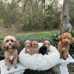 Adopt a dog:Gorgeous cavoodle pups!/Other/Male/Older Than Six Months,We have an adorable & tiny litter of Cavoodles at SydneyToyPoodles ranging from 2-9 weeks old & looking for their forever homes- All our puppies are vaccinated with a full health vet check from an award winning vet- All our puppies are wormed & microchipped & come with registration forms & all other appropriate paperwork- Puppy care package- DNA profiled parents ensuring there is no hereditary health problems- Toilet trained- We provide you with 2 years on going support, if you ever need us we’re one phone call away!The cavoodle is a hybrid of a cavalier king charles spaniel and a poodle toy. The Cavoodle is a lively and very affectionate companion. They enjoy being part of the family unit and love to participate in the activities of the day. Cavoodles have a very gentle nature and can make wonderful companions for children. They can adapt to living in a small home or apartment as long as they receive adequate daily exercise.Weight/Height Range5-12kg and 25- 38cm depending on the breed of the parents. Parents are less than 4kg.Please keep in mind -If a puppy price sounds too good to be true, their welfare is likely to have been compromised at some point to make that possible!Also bear in mind that even though a puppy seems expensive, the upfront cost is just a tiny fraction of how much you’ll have to pay to keep them over their lifetime.For serious enquires or to organise for a FaceTime or meetup, please call or messageotherwise please free to visit our Instagram to keep up to date with future littersAAPDB- 17090Microchip no - 900012456347701