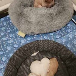 Poochon Puppies (Bichoodle)/Bichon Frise/Both/Younger Than Six Months,One boy and one girl Poochon puppy available to approved homes. The girl has the pink collar, she is apricot with chocolate ears, 4 white paws and a white chest. She is ever so striking. The little boy with the blue collar, is white with apricot markings on his face and back, making him a very handsome boy. Mum is a mini poodle and Dad is a Bichon Frise, and both parents are available for meet and greets :)These puppies are raised in our family home with other dogs, children and a cat. They are very well socialized and are treated like our own.Puppies have their first vaccine, are microchipped and given a full vet check at 6 weeks. You are welcome to call our vet if you have any concerns.Deposit is $1000, balance payable when puppies are 6 weeks old. The microchip will be registered directly into the new owners names. Puppies are available at 8 weeks. They go home with a generous puppy pack, and a life time of support from us. We also offer free holidays for your puppy with us, when you go on your own holidays.These puppies are inside dogs, whilst they love the outside for a play and a run, they need to be inside most of the time. They don't particularly like being home alone for hours on end, day after day. They suit families, singles, retirees etc. They can live in the conventional family home, a unit, caravan and retirement village. They are non-allergenic and do not shed their coats. They do need regular grooming. They are full of personality and are such fun little dogs. The girl will weight between 3-4 Kg, the boy between 4-5 kg. Their gentle nature makes them suitable for families with children.https://www.facebook.com/profile.php?id=61550932293839