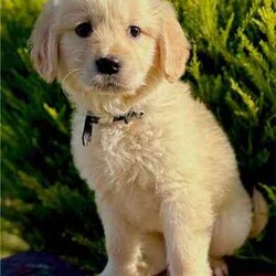 Adopt a dog:Most beautiful little of first generation golden retriever puppies/Golden Retriever/Both/Younger Than Six Months,Gorgeous little of first generation golden retriever puppies⭐️