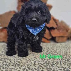 Adopt a dog:Miniature f2b labradoodles. READY NOW //Both/Younger Than Six Months,Jessie and Charlie have had a gorgeous litter of f2b miniature Labradoodles , we have 5 females available and 2 males looking for their forever homes .Dob - 20.05.24Ready for new homes - 20.7.24Mum is a miniature Labradoodle and dad is a miniature poodle .Both parents are DNA tested and cleared of all genetic diseases, which means puppies will have no health issues caused by either breed .Mum - 14 kgsDad - 4.5kgPuppies will come mircochipped, vaccinated, and wormed fortnightly from 2 weeks of age . They will also come with a full health report and vet check .Puppies will also come with a puppy pack of some essentials they need to get settled into their new homes and an information pack on how to care for your puppy .These puppies are expected to grow between 10 and 13kgs and have a shaggy coat . We do ship our puppies interstate at buyers' expenses, which we can organise for new families , facetime calls are also offered once a week for our families that live interstate so they can see their puppy grow .Labradoodles are a loving companion, and because of their hypo-allergenic coat, they are great for allergie suffers and inside pets as they don't shed hair . They are also extremely intelligent, with gentle temperaments.We are starting to work with a puppy coach who works with training the puppies from 7 weeks of age . They will come toilet trained and know basic commands.Our puppies are started on the best nutritional diet , which consists of lyka human grade food and black hawk kibble . We will also provide our new families with a starter pack of food and further discount codes if you choose to stay on lyka .Please, no time wasters ! Talk to family members before reaching out to make sure having a puppy is the right thing for the family, and everyone is ready to take the next step . We put a lot of time and money into our pets and litters to make sure our puppies have the best start to life .We are proud to announce that we are right paw verified .Bin0005540617508Ncpi 9002654