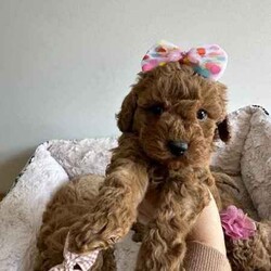 Beautiful cavoodles/Cavoodle/Female/Younger Than Six Months,We have our beautiful, healthy and intelligent second generation cavoodles, 3 girls and 2 boys available. They were born on 7th of June.Mum is medium cavoodle and dad is dark red toy poodle, both smart, healthy and amazing dogs.Please message me if you are interested or have any questions.Serious buyers only!South East Queensland 