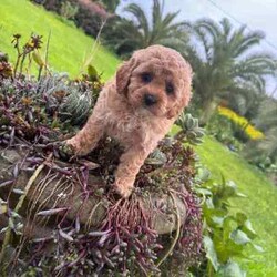 Adopt a dog:Gorgeous cavoodle pups!/Other/Male/Older Than Six Months,We have an adorable & tiny litter of Cavoodles at SydneyToyPoodles ranging from 2-9 weeks old & looking for their forever homes- All our puppies are vaccinated with a full health vet check from an award winning vet- All our puppies are wormed & microchipped & come with registration forms & all other appropriate paperwork- Puppy care package- DNA profiled parents ensuring there is no hereditary health problems- Toilet trained- We provide you with 2 years on going support, if you ever need us we’re one phone call away!The cavoodle is a hybrid of a cavalier king charles spaniel and a poodle toy. The Cavoodle is a lively and very affectionate companion. They enjoy being part of the family unit and love to participate in the activities of the day. Cavoodles have a very gentle nature and can make wonderful companions for children. They can adapt to living in a small home or apartment as long as they receive adequate daily exercise.Weight/Height Range5-12kg and 25- 38cm depending on the breed of the parents. Parents are less than 4kg.Please keep in mind -If a puppy price sounds too good to be true, their welfare is likely to have been compromised at some point to make that possible!Also bear in mind that even though a puppy seems expensive, the upfront cost is just a tiny fraction of how much you’ll have to pay to keep them over their lifetime.For serious enquires or to organise for a FaceTime or meetup, please call or messageotherwise please free to visit our Instagram to keep up to date with future littersAAPDB- 17090Microchip no - 900012456347701