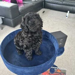 Toy F1B Cavoodle Pup./Cavoodle/Both/Younger Than Six Months,8 week old FB1 toy Cavoodles. Toy Poodle x Toy Cavoodle.Pups have had lots of socialising. Love and cuddles. All grown up with children ages from 5-23!1 x Red Boy (white stripe in chest) SOLD2 x Black Girls (1 Sold - Photos are of black girl still available)1 x Red Girl (smoother coat). SOLDViewing times available prior to purchase. Pick up only.-Vaccinated(up to date)-Wormed (2,4,6 and 8 weeks)-microchipped-Vet checkedLoving, playful and cuddly pups…Please contact for more details or viewing times.