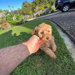 Cavoodle Puppies First Gen Ready for a new home!!/Cavoodle/Both/Younger Than Six Months,Cavoodle puppies first generation 8 weeks old ready for a new home!!Microchipped and vaccinatedX3 boysX1 GirlMother: Lexi (King Charles cavalier Purebred)Dad (Toy Poodle)Can meet the puppies in Parkwood Goldcoastregistered breeder and responsible pet breeders member (RPB)prefer call or textRonald ******7422 REVEAL_DETAILS Bill ******8950 REVEAL_DETAILS 