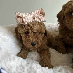 Beautiful cavoodles/Cavoodle/Female/Younger Than Six Months,We have our beautiful, healthy and intelligent second generation cavoodles, 3 girls and 2 boys available. They were born on 7th of June.Mum is medium cavoodle and dad is dark red toy poodle, both smart, healthy and amazing dogs.Please message me if you are interested or have any questions.Serious buyers only!South East Queensland 