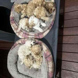 Toy poodle for sale/Poodle (Toy)/Female/Younger Than Six Months,
