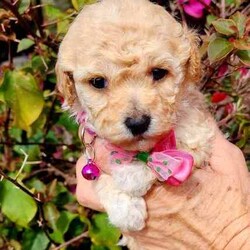 Poochon Puppies (Bichoodle)/Bichon Frise/Both/Younger Than Six Months,One boy and one girl Poochon puppy available to approved homes. The girl has the pink collar, she is apricot with chocolate ears, 4 white paws and a white chest. She is ever so striking. The little boy with the blue collar, is white with apricot markings on his face and back, making him a very handsome boy. Mum is a mini poodle and Dad is a Bichon Frise, and both parents are available for meet and greets :)These puppies are raised in our family home with other dogs, children and a cat. They are very well socialized and are treated like our own.Puppies have their first vaccine, are microchipped and given a full vet check at 6 weeks. You are welcome to call our vet if you have any concerns.Deposit is $1000, balance payable when puppies are 6 weeks old. The microchip will be registered directly into the new owners names. Puppies are available at 8 weeks. They go home with a generous puppy pack, and a life time of support from us. We also offer free holidays for your puppy with us, when you go on your own holidays.These puppies are inside dogs, whilst they love the outside for a play and a run, they need to be inside most of the time. They don't particularly like being home alone for hours on end, day after day. They suit families, singles, retirees etc. They can live in the conventional family home, a unit, caravan and retirement village. They are non-allergenic and do not shed their coats. They do need regular grooming. They are full of personality and are such fun little dogs. The girl will weight between 3-4 Kg, the boy between 4-5 kg. Their gentle nature makes them suitable for families with children.https://www.facebook.com/profile.php?id=61550932293839