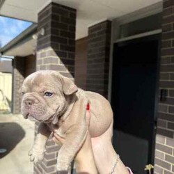 Pedigree mdba Isabella French bulldog/French Bulldog/Female/Younger Than Six Months,Pedigree mdba Isabella French bulldog femaleRare colour and perfect structureWe have been holding this girl to keep her to breed but we have purchased another property so will have to keep one from the next litterAya Isabella carry coco and creamNew shade makerWe are a small in house breeder that breed the best from the best.All puppies have grown up with kids and babies as well as cats.Puppy pack provided and provide a life long support for you and your pup. We have many references for you to contact as well :)This is pet price only please send me a message for mainsMore photos can be found at Nonphixion French bulldogs on Facebook and InstagramRegistered mdba breeders 21895