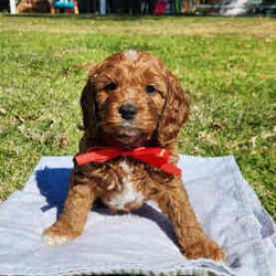 Adopt a dog:Cavoodle Puppies. 1st Gen Cavalier King Charles Spaniel X Mini Poodle/Cavoodle/Male/Younger Than Six Months,Ready for their new homes now!We have a beautiful litter of red and white male cavoodle puppies for sale. They will be ready for their new homes on the 26th July when they are 8 weeks old. They are vibrant healthy pups who have all had a vet health check, 1st vaccination and have been microchipped.Mum is a purebred Cavalier King Charles Spaniel and Dad is a purebred red Minature Poodle making these puppies the sought after 1st Generation cross. Both mum and dad have a very kind and gentle nature and are loved members of the family. They have both been DNA tested from Orivet.Our cavoodles make great family pets and have been carefully and lovingly raised to ensure they have the best possible start to life. They all come with a puppy pack to get them started in their new home.Pink Ribbon Male $1500Purple Ribbon Male SOLDRed Ribbon Male SOLDBlue Ribbon Male SOLDNo ribbon Male $1500Price is negotiable for the right home.Please feel free to contact Rebecca on ******** 798 or Simon on ******** 519 or send a gumtree message for more information or to arrange a viewing at our home. Free delivery to Brisbane, Gold Coast and Sunshine Coast can be arranged. Interstate enquiries welcome. REVEAL_DETAILS RBPA 8418