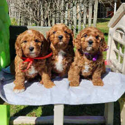 Adopt a dog:Cavoodle Puppies. 1st Gen Cavalier King Charles Spaniel X Mini Poodle/Cavoodle/Male/Younger Than Six Months,Ready for their new homes now!We have a beautiful litter of red and white male cavoodle puppies for sale. They will be ready for their new homes on the 26th July when they are 8 weeks old. They are vibrant healthy pups who have all had a vet health check, 1st vaccination and have been microchipped.Mum is a purebred Cavalier King Charles Spaniel and Dad is a purebred red Minature Poodle making these puppies the sought after 1st Generation cross. Both mum and dad have a very kind and gentle nature and are loved members of the family. They have both been DNA tested from Orivet.Our cavoodles make great family pets and have been carefully and lovingly raised to ensure they have the best possible start to life. They all come with a puppy pack to get them started in their new home.Pink Ribbon Male $1500Purple Ribbon Male SOLDRed Ribbon Male SOLDBlue Ribbon Male SOLDNo ribbon Male $1500Price is negotiable for the right home.Please feel free to contact Rebecca on ******** 798 or Simon on ******** 519 or send a gumtree message for more information or to arrange a viewing at our home. Free delivery to Brisbane, Gold Coast and Sunshine Coast can be arranged. Interstate enquiries welcome. REVEAL_DETAILS RBPA 8418