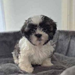 Maltese Shih Tzu Puppies/Maltese Shih Tzu/Both/Younger Than Six Months,We have 4 cuddly Maltese Shih Tzu Puppies available. 2 Males and 2 Females born on the 31st May and will be ready to go to their forever homes on Friday 26th July when they are 8 weeks of age.We have:1 Black and White Male1 Brown and White Male2 Tan and White FemalesOur puppies have been Health Checked, Vaccinated and Microchipped. All documentation including Health Check Certificate, Vaccination Records and Microchipping Paperwork will be supplied. They are up to date with worming and flea treatment.They have been raised in a family environment and have been brought up with kids and other animals so they will adjust well in any home.If you are interested in adding a bundle of joy to your family please contact me, I look forward to hearing from you.Breeder Registration Number: DACO246603