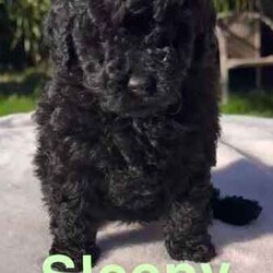 Tiny Toy poodle babies/Poodle (Toy)/Both/Younger Than Six Months,We have 5 beautiful toy poodle puppies that are 6 weeks old. They’re raised in a loving home and have been socialised with other dogs, other puppies and cats. Theses pups are ready NowTaken Deposits now. Ready for forever homes when they’re 8 weeksFacetimes or in person visits can be arranged, before picking or putting a deposit on babies.Dad is a Brown toy poodle 3.5kgMum is a a red toy poodle 4.5kgWe have 2 Females and 3 males availableHappy (Female) (Black)Sleepy (Female) (Black)Doc (Male) (Pantom)Sneezy (Male) (Pantom with white chest)Grumpy (Male) (Black)Each Puppy will come with a puppy pack, That’ll includeBlanketCollarTreatsSample Puppy FoodA ToyPoop Bagsa few Puppy Pads for travel homePhotos album of there first 8 weeksFolder with dog information.Vaccination papersMictrochip papersPuppies will also bewormed (every 2 week since 2 weeks old)First VaccinationMicrochipedStarting to potty train on indoor grass mats.Can be bought at kmart or bunnyings (recommended).