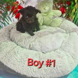 ADORABLE TRUE TINY TOY POODLE PUPPIES/Poodle (Toy)/Both/Younger Than Six Months,The adorable tiny Toy Poodle is such a loving loyal dog. They are the most intelligent out of all the dog breeds. These tiny babies are perfect for any dwelling and any person.Boy #1 is Teenie TinyThey have been well loved, wormed regularly since birth, vaccinated, microchipped and vet health checkedHealth guarantee providedAfterpay, Humm and Zip available