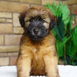 Oakley/Soft Coated Wheaten Terrier									Puppy/Female	/9 Weeks,Meet our sweet little wheaten girl, Oakley! Not Only is she beautiful in looks, her personality is the sweetest! Oakley can be registered with A.K.C. and is also microchipped with A.K.C. ReUnite. She is uptodate on vaccinations and dewormer . She will have her physical check done by our vet prior to going home. We provide a 1 year genetic health guarantee! Contact Christina today with any questions or for more info!