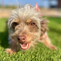 Adopt a dog:Lola/Schnauzer/Female/Adult,Lola is a gentle soul searching for a loving home. Found wandering the streets of Earth, Texas, with her puppy in tow, this sweet schnauzer/yorkie mix has endured hardship as a stray. Approximately three years old, 11 lbs., and in good health, Lola is now ready to embrace a new chapter. Shy at first, her true loving nature shines through with a little time and kind words. She is blossoming each day.  Lola is a quick learner and is mastering the art of leash walking and playtime fun! Imagine the joy of watching her blossom into a devoted companion inside your home. Lola yearns for a patient and understanding home where she can receive the love and care she deserves. Could you be the one to offer her the forever home she's longed for? Contact Saving Grace Rescue LBK if you would like to learn more about her.

****************************************************************************************************
For out-of-state adoptions:

Cat homes: If the dog has not lived in a foster home with cats, the home will not be considered since we can not safely say they are good with cats.

PFR ADOPTION FEE:
$500 (includes transport)

All directly adopted dogs come vaccinated, microchipped, spayed / neutered, if 6 months or older require a negative heartworm test, and up to date on flea & tick preventative and heartworm preventative if applicable. Your adoption allows us to continue our mission. Thank you for opting to adopt!

Project Freedom Ride Drop Off Locations:
Northwest Route: Salt Lake City, UT - Meridian, ID - Mt. Vernon, WA - Seattle, WA – Richland, WA – Oregon City, OR

Northeast Route: Kansas City, MO – Des Moines, IA - Springfield, IL – Indianapolis, IN - Minneapolis, MN – Stevens Point, WI – Madison, WI – Chicago, IL – Grand Rapids, MI – Lansing, MI – Cleveland, OH, Columbus, OH – Pembroke, NY - Syracuse, NY - Castleton on Hudson, NY - Newburgh, NY - Bedminster, NJ - Pittsburgh, PA – Philadelphia, PA – Halethorpe, MD - Springfield, VA - Richmond, VA