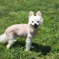 Adopt a dog:Jasmine/Pomeranian/Female/Adult,Meet Jasmine! 

Jasmine has quite the sad story, but we are here to rewrite her future. 

Jasmine is a 10 year old 7 pound pomeranian. This sweet girl was a loved family member until her parents passed away. After that Jasmine found herself with no where to go, so she ended up in a backyard. 

Jasmine was a hot mess when she walked into our doors. With multiple bite wounds, and embedded foxtails, she needed to be shaved down and treated. Now that her injuries are all healed, she is beginning her search of a forever home. 

Jasmine is good with other dogs and loves her people. She can be very shy at first so she will need a patient family. Once she opens up she is your happy go lucky prancing pomeranian. Jasmine is potty trained on a schedule and crate trained. She is used to being carried around so she doesn't walk on a leash. She is perfect in the car, and ohh so loving. She will need calm home with no kids.

Jasmine does have a beautiful long coat that will require regular grooming. Although currently her body is growing back the fur, she should be back to a beautiful white fluff ball in no time.