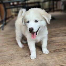 Adopt a dog:Denali AL/Great Pyrenees/Female/Baby,We're the Alaskan litter of 5 boys and 1 girl.
Our mom is a Husky and dad a Great Pyrenees. With our stunning blue eyes and thick, fluffy, long hair, we're sure to turn heads wherever we go.
As we already weigh 12-18lbs, we'll probably be 70+lbs.
We LOVE water!! Whether it's playing in the pool or splashing around in our water bowls, we always have a blast getting wet. 
We are happy, playful, love to snuggle and very talkative puppies!

Special Note- Due to being found under a porch, we had a fungal infection on some of our feet and tails.  The veterinarian believes this may have damaged our hair follicles, so our hair might not grow back in those areas. But that just makes us even more unique and special. 
We can't wait to find our forever homes where we can share our love, joy and playful spirit.

Are you ready to add some fluffy love to your life?

Local adoption fee is $250 (in TX)
Out of state adoption fee is $500 (includes transport to your area - $50 Temporary Fuel Charge will be added)