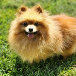 Pom-egranate/Pomeranian/Female/Adult