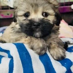 Lhaso Apso x Shitzu Puppies/Other/Both/Younger Than Six Months,Ready for their forever homes I would like to introduce my 6 stunning fur-babies. 3 boys and 3 girlsHypoallergenic non shedding.Trained to go toilet after each feed on and puppy mat inside and grass outside.Have been groomed and enjoy playing in the water and bath.Love to play and with older siblings, mum, dad and children, full of energy but love a cuddle and snuggle.Vaccinated, microchipped and wormed.Please come over and see these beautiful pups anytime if your looking for a new companion to your life
