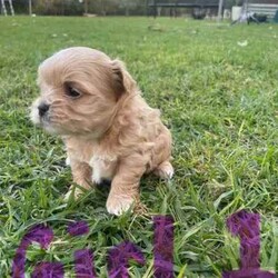 Maltese Shih Tzu x Toy Poodle (Shmoodle)/Other/Both/Younger Than Six Months,Ready for their loving homes!3 x boys2 x girlsMum - Maltese shih tzuDad - Toy PoodleOur puppies are known for their wonderful personalities, minimal shedding, and hypoallergenic coats, making them perfect for allergy sufferers.Happy to assist with transport.
