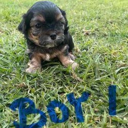 Maltese Shih Tzu x Toy Poodle (Shmoodle)/Other/Both/Younger Than Six Months,Ready for their loving homes!3 x boys2 x girlsMum - Maltese shih tzuDad - Toy PoodleOur puppies are known for their wonderful personalities, minimal shedding, and hypoallergenic coats, making them perfect for allergy sufferers.Happy to assist with transport.