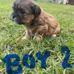 Maltese Shih Tzu x Toy Poodle (Shmoodle)/Other/Both/Younger Than Six Months,Ready for their loving homes!3 x boys2 x girlsMum - Maltese shih tzuDad - Toy PoodleOur puppies are known for their wonderful personalities, minimal shedding, and hypoallergenic coats, making them perfect for allergy sufferers.Happy to assist with transport.