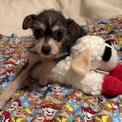 Adopt a dog:Malcom/Terrier/Male/Baby,Hi!

Malcom here, a super sweet 4 month old puppy who's a bit shy at first but warms up quickly..
I enjoy playing with my sister, Milly, seen here in a few of my photos.
We're not expected to be more than 10-12 lbs. as adults, so call us 