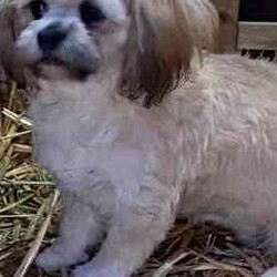 Lhaso Apso x Shitzu Puppies/Other/Both/Younger Than Six Months,Ready for their forever homes I would like to introduce my 6 stunning fur-babies. 3 boys and 3 girlsHypoallergenic non shedding.Trained to go toilet after each feed on and puppy mat inside and grass outside.Have been groomed and enjoy playing in the water and bath.Love to play and with older siblings, mum, dad and children, full of energy but love a cuddle and snuggle.Vaccinated, microchipped and wormed.Please come over and see these beautiful pups anytime if your looking for a new companion to your life