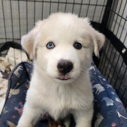 Adopt a dog:Denali AL/Great Pyrenees/Female/Baby,We're the Alaskan litter of 5 boys and 1 girl.
Our mom is a Husky and dad a Great Pyrenees. With our stunning blue eyes and thick, fluffy, long hair, we're sure to turn heads wherever we go.
As we already weigh 12-18lbs, we'll probably be 70+lbs.
We LOVE water!! Whether it's playing in the pool or splashing around in our water bowls, we always have a blast getting wet. 
We are happy, playful, love to snuggle and very talkative puppies!

Special Note- Due to being found under a porch, we had a fungal infection on some of our feet and tails.  The veterinarian believes this may have damaged our hair follicles, so our hair might not grow back in those areas. But that just makes us even more unique and special. 
We can't wait to find our forever homes where we can share our love, joy and playful spirit.

Are you ready to add some fluffy love to your life?

Local adoption fee is $250 (in TX)
Out of state adoption fee is $500 (includes transport to your area - $50 Temporary Fuel Charge will be added)