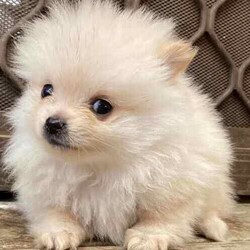 Purebred Female Pomeranian Puppy For Sale/Pomeranian/Female/Younger Than Six Months,Purebred female purebred Pomeranian puppy ready for her forever home.Very playful and cheeky but sweet at the same time.She comes vaccinated, microchipped, wormed and vet checked. She is in perfect health.She is un desexedLooking for a beautiful loving home only.Chip number- 991001005425859Please no time wasters$1800