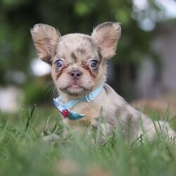 Macie/French Bulldog									Puppy/Female	/9 Weeks,Meet Macie, a stunning AKC French Bulldog puppy! This darling girl has a super unique, fluffy coat which makes her highly sought after by many. She is being raised in a loving and nurturing environment, receiving all the attention and care she deserves. She loves playing with toys and hanging out with her people, she’ll have you attached in no time. French Bulldogs also known for their sweet and playful nature which makes them an ideal companion for any loving home!