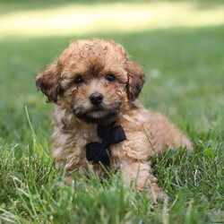 Nico/Miniature Poodle									Puppy/Male	/11 Weeks,Meet Nico the cutest Mini Poodle puppy who embodies the perfect blend of sweetness and spunk. With a fluffy, wavy coat he is an absolute joy to snuggle his round expressive eyes twinkle with curiosity and intelligence, revealing a playful spirit that’s ready for any adventure. He has been given the utmost care and attention since day one his perky ears stand at attention capturing every sound in his surroundings with keen interest. Poodles are highly intelligent dogs and are ranked among the most intelligent breeds. They are quick learners and excel in obedience training and various canine sports. Momma to this sweet baby is a Mini Poodle named Molly weighing 12lbs. She is the best momma to her little ones!! Dad is named Travis, he is a Mini Poodle weighing 10lbs. Each pup has been given the utmost care, including the first veterinary check, microchipped, are current on vaccinations and dewormer and come with our 30 day health guarantee. Whether you’re seeking a playful partner for outdoor activities or a cuddly companion for cozy evenings, this puppy is sure to bring warmth and joy to your home. If you would like to schedule a visit with our baby or have any more questions, please give me a call or text Thanks! Lori Barkman 