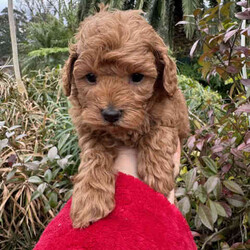 Gorgeous cavoodles need new home! /Cavoodle/Female/Younger Than Six Months,We have had a beautiful litter of toy cavoodlesmale & female - red, apricot & black availablethat need to find their forever homes as of next week. They are great around other dogs & children. Super affectionate & relaxed personalities.The cavoodle is a hybrid of a cavalier king charles spaniel and a poodle toyThe cavoodle is a lively and very affectionate companion. They enjoy being part of the family unit and love to participate in the activities of the day. Cavoodles have a very gentle nature and can make wonderful companions for children. They can adapt to living in a small home or apartment as long as they receive adequate daily exercise.Weight/Height Range5-12kg and 25- 38cm depending on the breed of the parents.Why buy a puppy with us? All our puppies at Sydneytoypoodles are extremely well looked after & LOVED all our puppies are- All our puppies are vaccinated with a full health vet check from an award winning vet- All our puppies are wormed & microchipped & come with registration forms & all other appropriate paperwork- Puppy care package- DNA profiled parents ensuring there is no hereditary health problems- Toilet trained- We provide you with 2 years on going support, if you ever need us we’re one phone call away!AAPDB- 17090Microchip no - 900012456347701Please keep in mind -If a Poodle puppy price sounds too good to be true, their welfare is likely to have been compromised at some point to make that possible!Also bear in mind that even though a puppy seems expensive, the upfront cost is just a tiny fraction of how much you’ll have to pay to keep them over their lifetime.For serious enquires or to organise for a FaceTime or meetup, please call or messageotherwise please free to visit our website to keep up to date with future litters