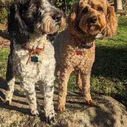 Sproodle x Groodle (small) puppies/Other/Female/Younger Than Six Months,These two little girls are available on the 14 of August and will be 8 weeks old.Dad is a first generation Sproodle. ( English Springer Spaniel x poodle)Mum is a second generation miniature groodle.Non shedding. Both parents have had ORIVET genetic testing.Pups have had their first vaccination and microchip.Expected weight will be between 12 and 15 kgThey are from a litter of five girls.Vet checked and super healthy. Wormed regularly.Toilet training with great success.We are Happy Valley Oodles and are located in Denmark.We can deliver to Perth on the 14th of August. 