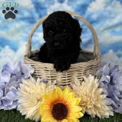 Minnie/Miniature Poodle									Puppy/Female	/7 Weeks,Hey There, My name is Minnie! I am a very beautiful female Toy Poodle puppy! I was born on June 7th, 2024. I am such a sweet and playful little girl! I’m looking for my new family, could that be with you? If you choose me I will come home to you vet checked with my vaccinations and deworming up to date and I will also be microchipped. If you think that I would make the perfect little addition to your family, then please call or text to find out more information about me! I am located in Canton, Ohio! 