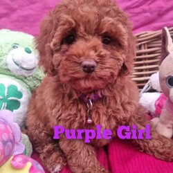 TEACUP Toy Cavoodles *Ready now* 95% toilet trained/Poodle (Toy)/Both/Younger Than Six Months,Cavoodles: Ready NOWHealthy & happy puppies