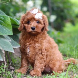 Tootsie/Cavapoo									Puppy/Female	/10 Weeks,Meet Tootsie, our adorable F1B Cavapoo with a heart as big as her sparkling eyes. Cavapoos are a delightful mix of Cavalier King Charles Spaniel and Poodle, bringing together the affectionate nature of the Cavalier with the intelligence and hypoallergenic coat of the Poodle. They’re known for being friendly, gentle, and great companions for families and individuals alike. With their playful personalities and adaptable nature, they often get along well with children and other pets.