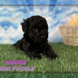 Minnie/Miniature Poodle									Puppy/Female	/7 Weeks,Hey There, My name is Minnie! I am a very beautiful female Toy Poodle puppy! I was born on June 7th, 2024. I am such a sweet and playful little girl! I’m looking for my new family, could that be with you? If you choose me I will come home to you vet checked with my vaccinations and deworming up to date and I will also be microchipped. If you think that I would make the perfect little addition to your family, then please call or text to find out more information about me! I am located in Canton, Ohio! 