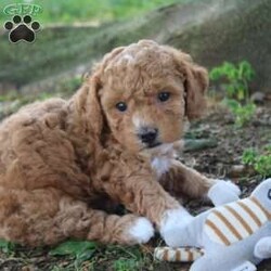 Rosey/Toy Poodle									Puppy/Female	/5 Weeks,Hey There, My name is Rosey! I am a very beautiful female ACA Toy Poodle puppy! I was born on June 19th, 2024. I am such a sweet and playful little girl! I am looking for my new family, could that be with you? If you choose me I will come home to you vet checked, up to date with vaccines & dewormer and microchipped. I also come with a 30 day health guarantee and AKC registration. My mom weighs 13 pounds and my dad weighs 10 pounds. If you think that I would make the perfect addition to your family, then please call or text to find out more information about me! I am located in Fresno, Ohio!