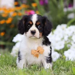 Asher/Cavalier King Charles Spaniel									Puppy/Male	/9 Weeks,Looking for a furry companion that melts your heart with every wag of their tail? Meet Asher. He is a AKC Cavalier who embodies charm, playfulness, and unconditional love. With his silky coat and expressive eyes, he’s just waiting for you to make him your cherished family member. Each puppy is raised with care, ensuring they’re well-socialized and ready to bring joy into your home. Whether you’re seeking a loyal lap dog or a lively playmate, our Cavalier puppies are perfect for families of all sizes.