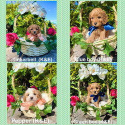 Cavoodle puppies toy & mini size/Cavoodle/Both/Younger Than Six Months,We have 3 litters of puppies all close in age.All have been vet checked, microchipped & vaccinated. They come with a health guarantee, 6 weeks free health insurance and a puppy pack with your essentials.I’m a registered and experienced breeder through MDBA & registered through council. I take pride in raising puppies to be healthy, and good looking with a great temperament and take the time to train them and give them the best start in life so you get the perfect dog. Puppies get house training plus plenty of outdoor play as well to help their development and give them a happy and enriched life. They are raised in our family home with lots of love and stimulation and early training. They are raised amongst our other dogs, small and large, and our 2 cats. All parents have been health tested by the vet and had DNA tests as we only breed the healthiest, perfect dogs. You may view their test results in person.First litter is Mia & Kodi’s. Mia is a first generation toy cavoodle and Kodi is a pure breed mini poodle. This makes these pups F1B.If you don’t want a tiny dog , but love cavoodles, these will be perfect for you. They will be a bit bigger in size but still small dog size. 4 boys & 2 girls in this litter.Second litter is Chloe & Finn’s. Chloe is a Blenheim King Charles Cavalier and Finn is a tiny toy poodle. This makes them F1 cavoodles.This is their 4th and final litter and we have plenty of pictures of their previous litters pups and how they now look as adults. We have 4 girls and 2 boys.Third litter is Koda & Elvis’s. Both are F1 cavoodles, making their pups F2. Koda is Chloe & Finn’s daughter from an earlier litter. 2 girls, 2 boys.Note that some pups are already sold. Enquire by message here or text or Join our Facebook page for plenty more pictures and information; Glorbear’s Glorious Theodore’s (Cavoodles) .You’re welcome to view pups by appointment at our home in Burpengary or if you’re too far away, by video chat. Make an appointment now to come this weekend. The first 2 litters are now ready to go.We can organise transport to other cities or states at buyers cost if needed.Serious enquiries only please.